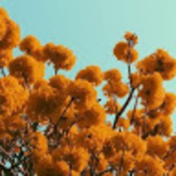 Meet your Posher, Addy - Picture 1 of 1